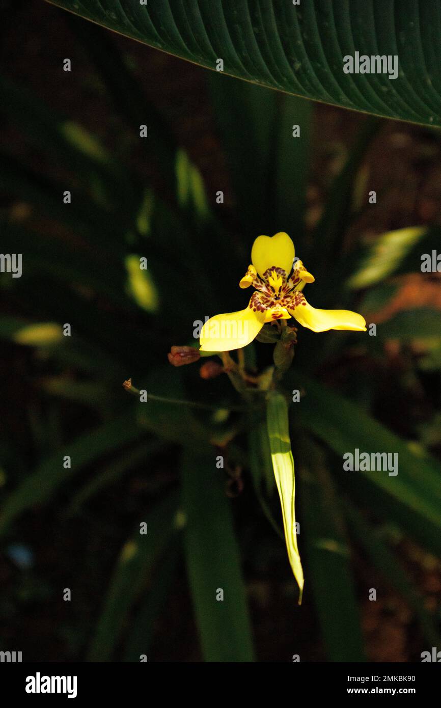 Yellow walking iris plant is a genus of herbaceous, perennial plants. Stock Photo