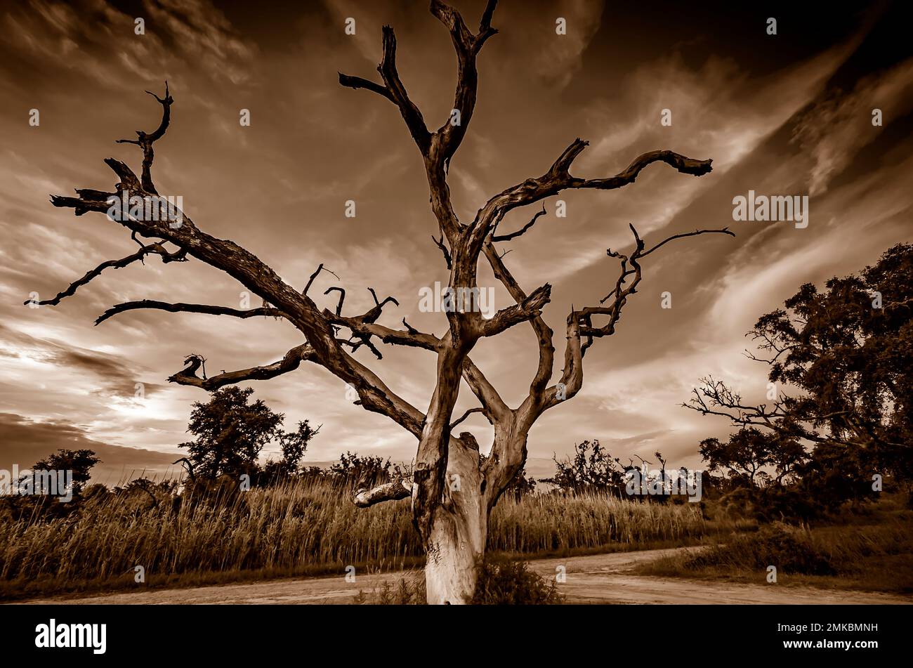 A bare tree is pictured at sunset, June 8, 2015, in Coden, Alabama. The low-lying coastal area was heavily impacted by Hurricane Katrina. Stock Photo