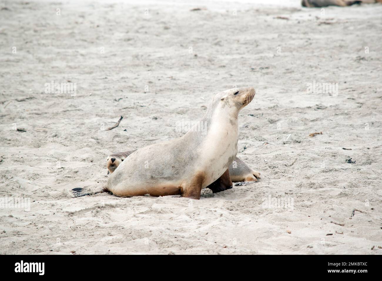 the sea lion covers its body with sand to keep warm Stock Photo