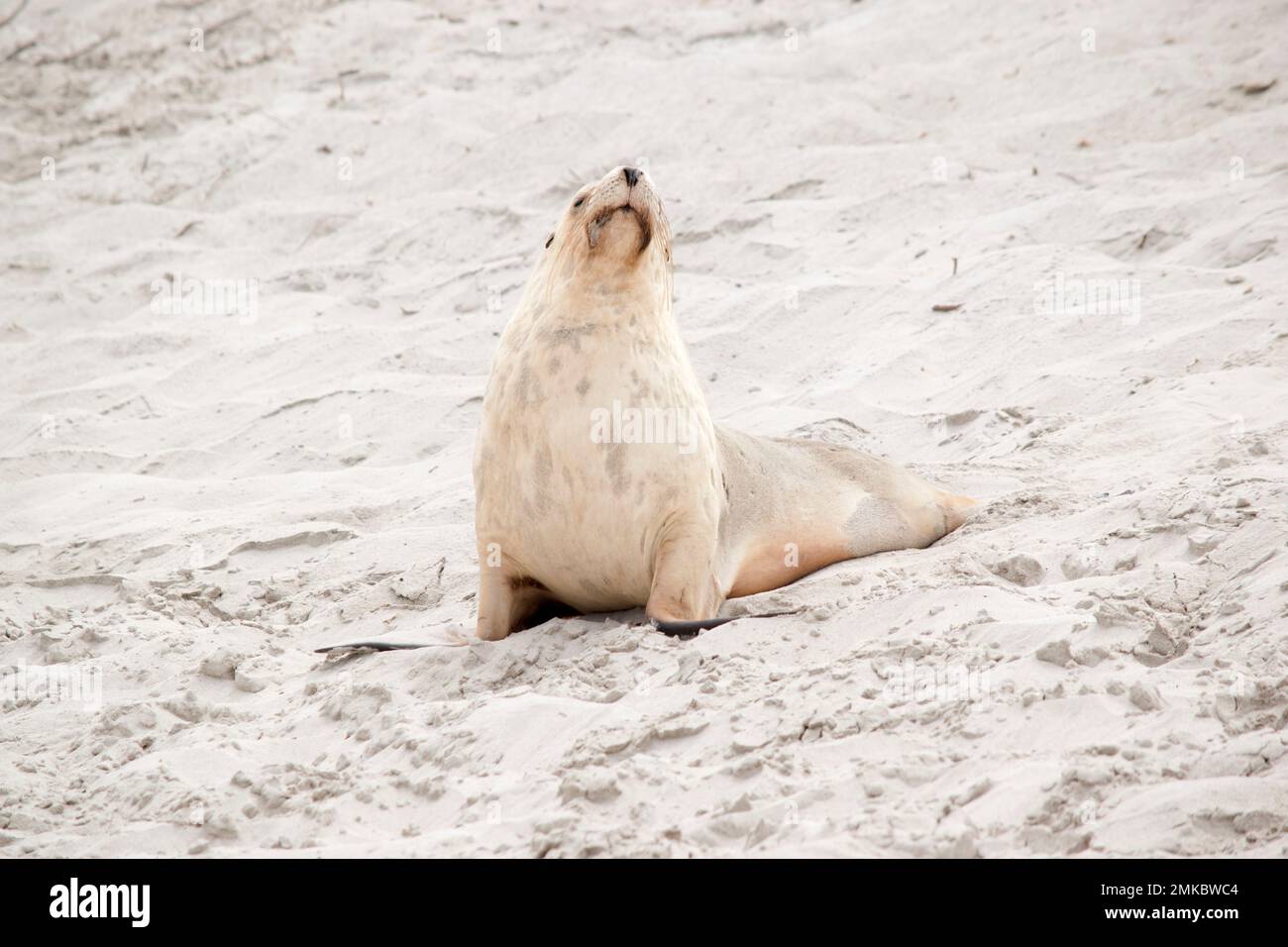 the sea lion cover its body with sand to keep warm Stock Photo