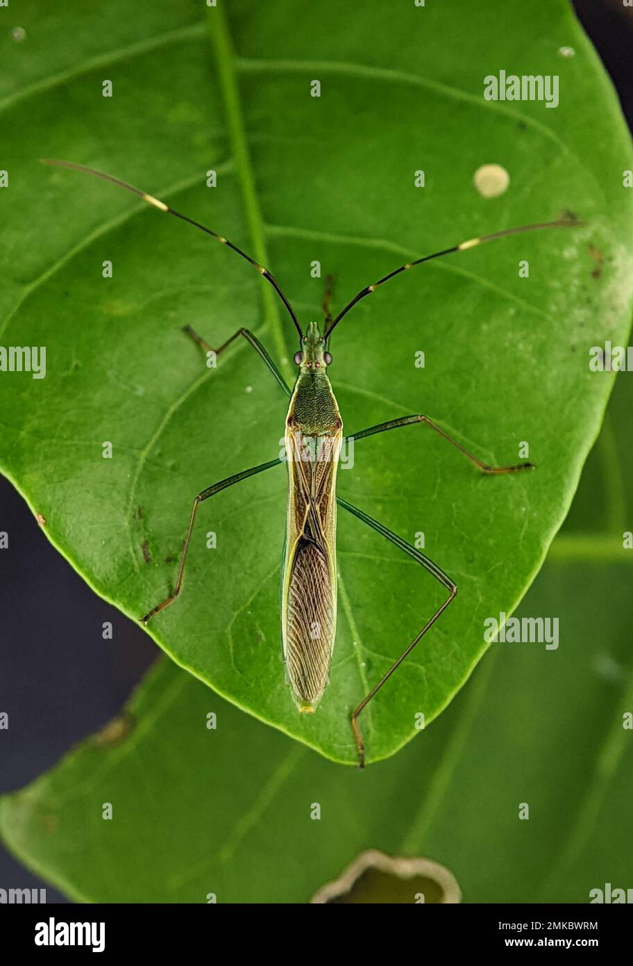Leptocorisa oratoria, the rice ear bug, is an insect from the family Alydidae, the broad-headed bugs. Stock Photo