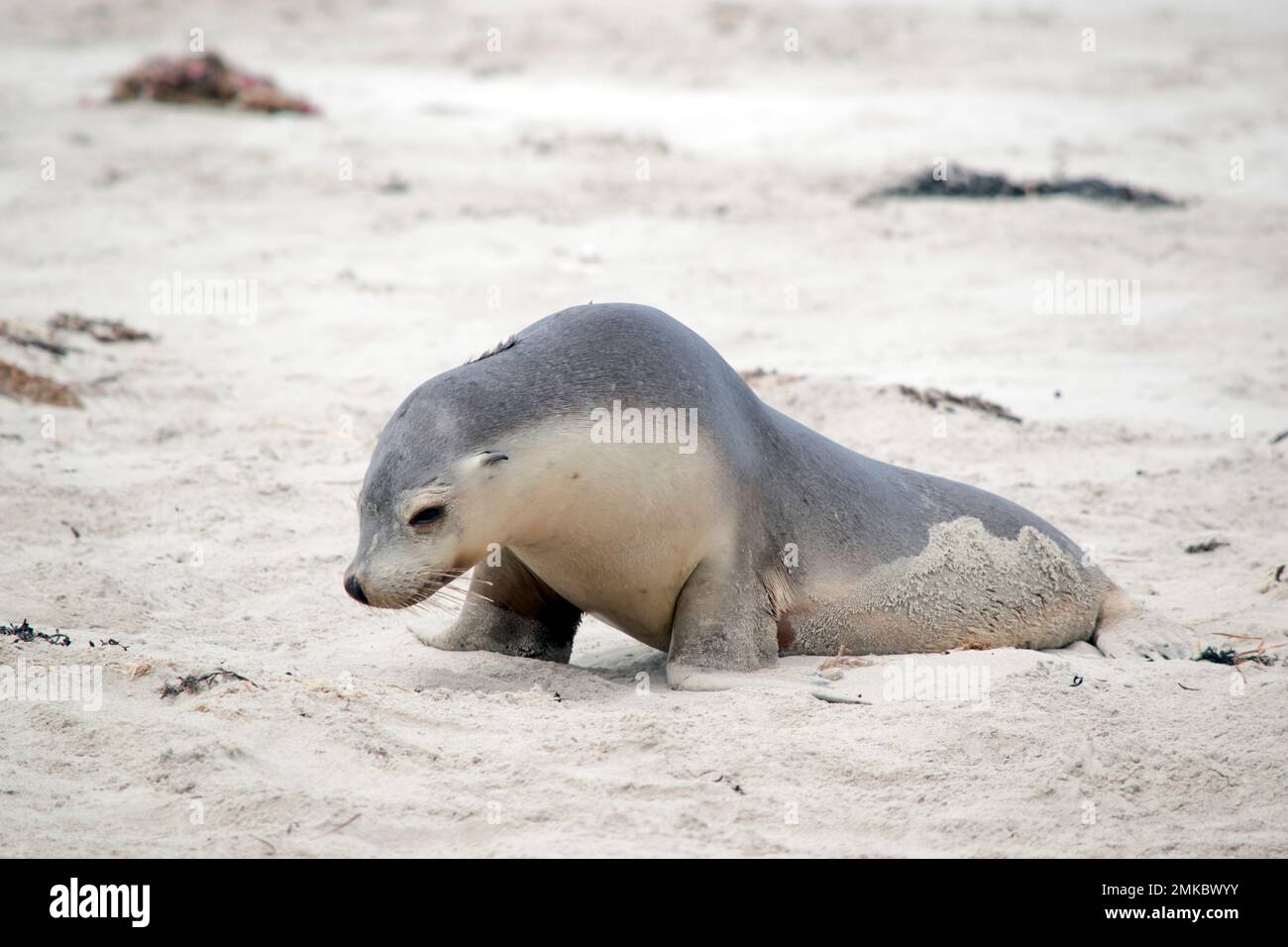 the sea lion pup is looking for his mother Stock Photo