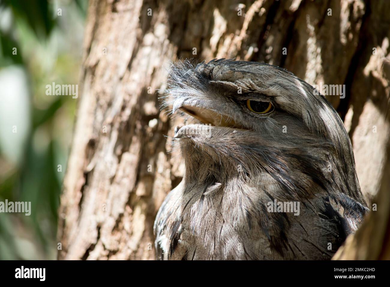 the Tawny Frogmouth is silver-grey, slightly paler below, streaked and mottled with black and rufous. The eye is yellow in both forms, and the wide, h Stock Photo