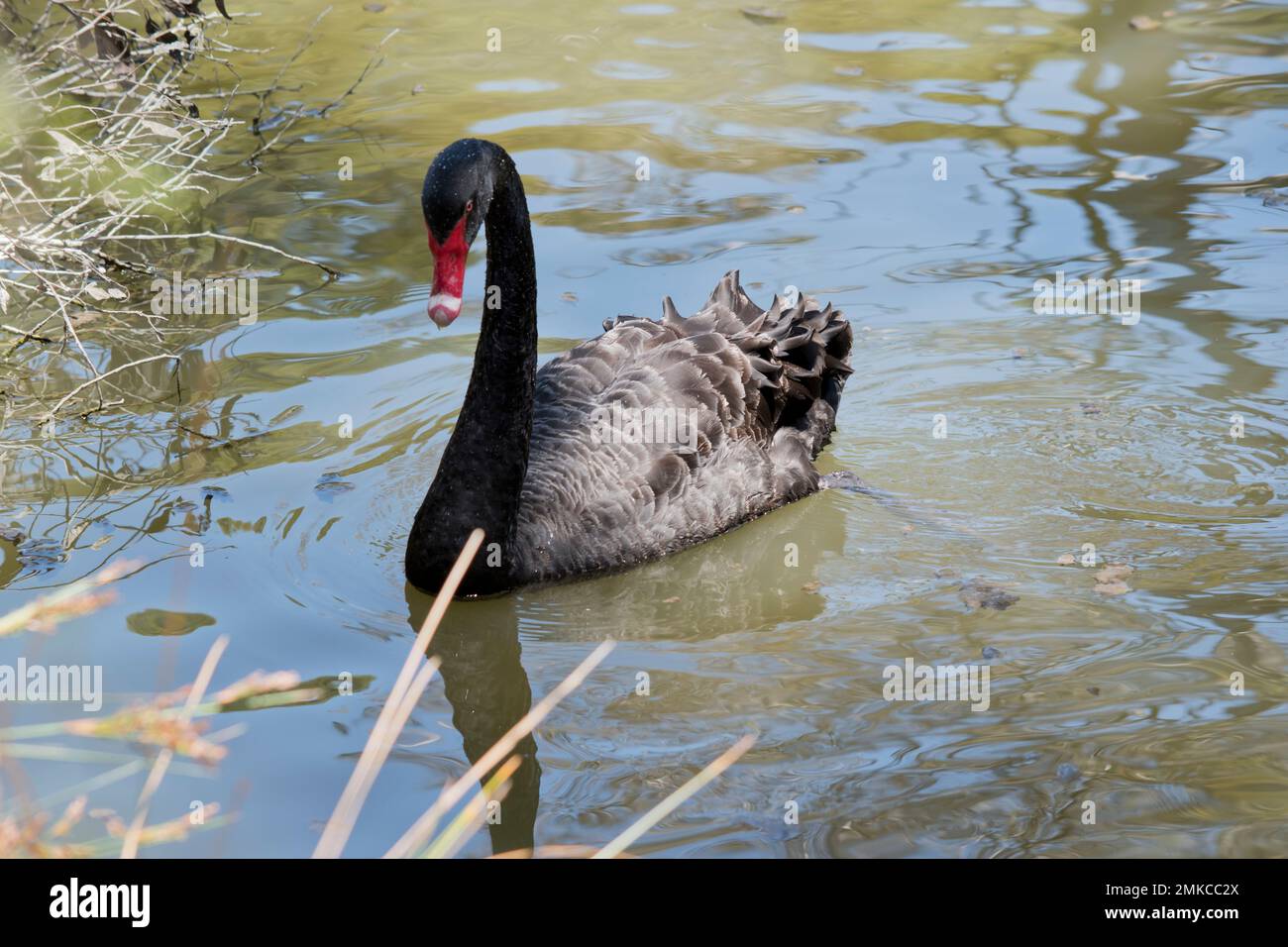 the black swan is an all black waterbird with a red bill with a white stripe and red eyes Stock Photo