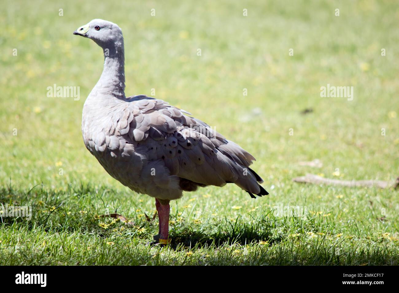 the Cape Barren goose is a grey bird with a yellow beak and black tip to the beak Stock Photo