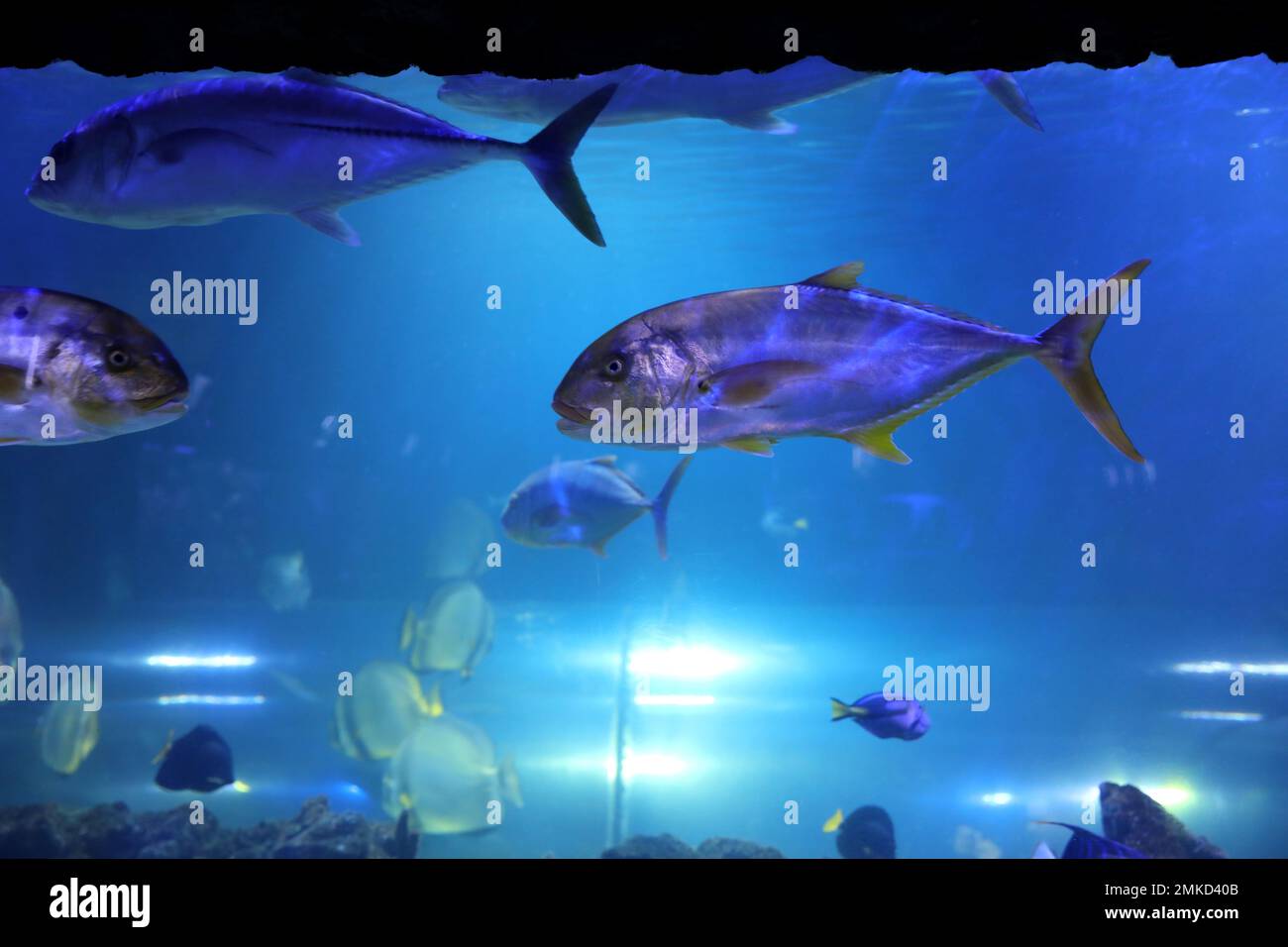 Tuna fish swimming in clear aquarium water Stock Photo Alamy