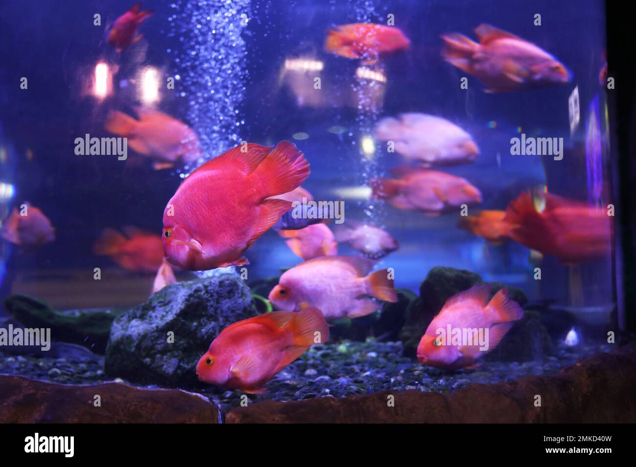Beautiful blood parrot cichlid fish in clear aquarium Stock Photo