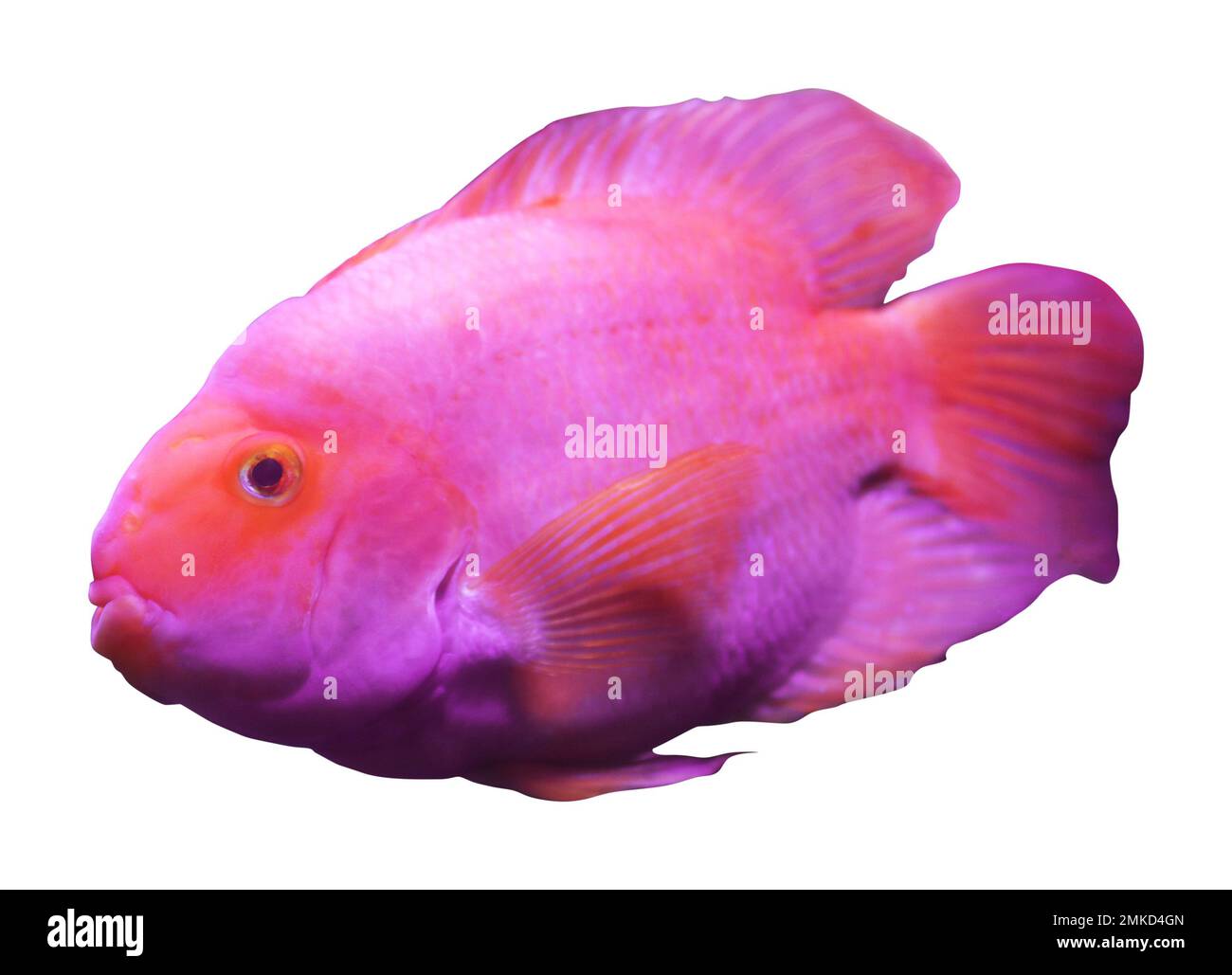 Beautiful blood parrot cichlid fish on white background Stock Photo