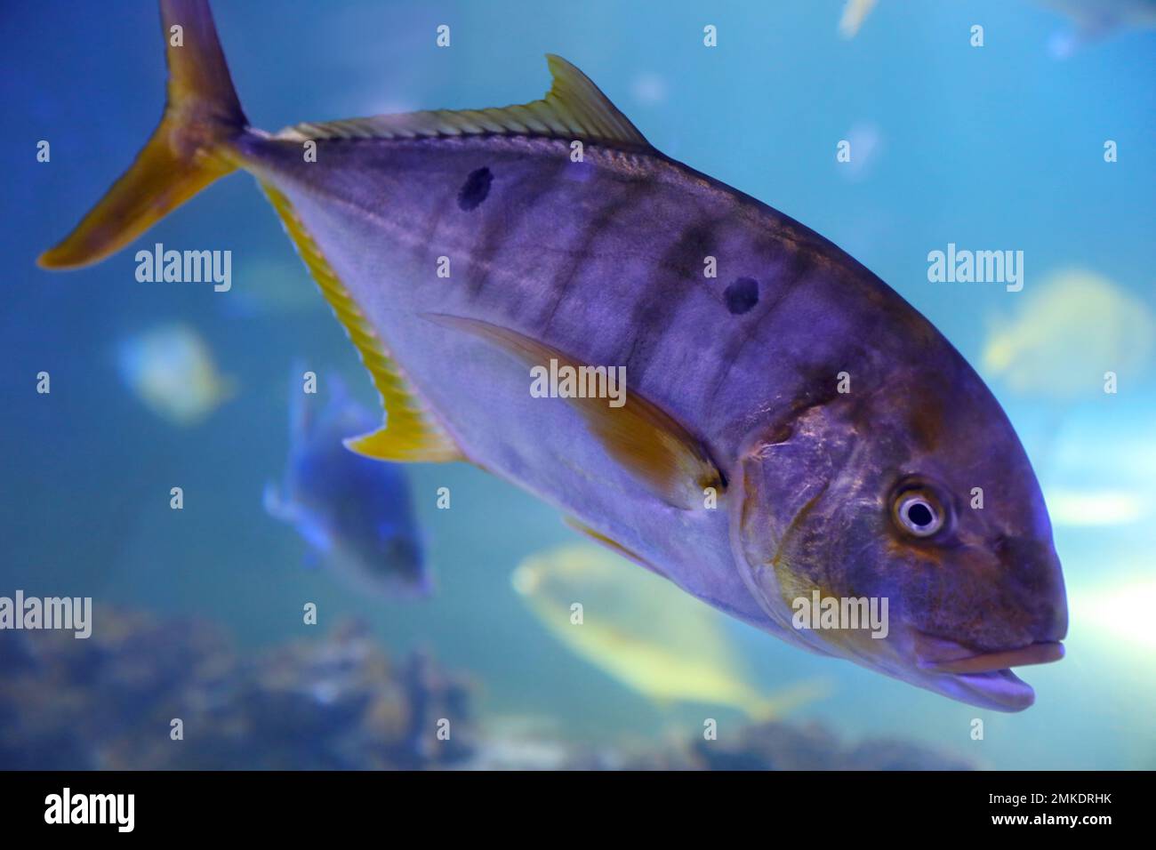 Tuna fish swimming in clear aquarium water Stock Photo Alamy