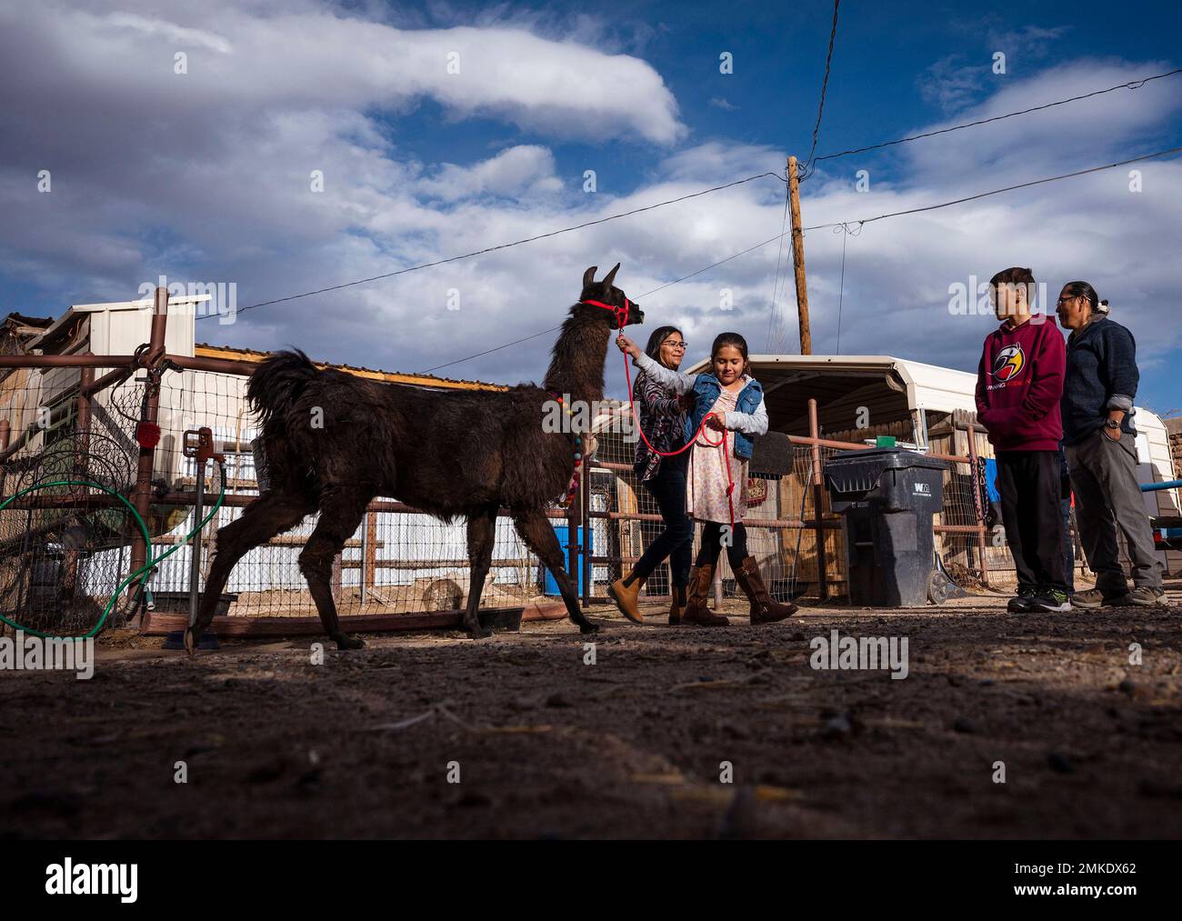 Usa. 28th Jan, 2023. Shandiin Fleg, 8, leads Dalai Llama after taking a photo with the llama during a birthday celebration at QD Farm in Albuquerque, on Saturday, Jan. 28, 2023. Dalai Llama turned 27 years-old on Jan. 27, and is a waiting confirmation of being recognized by the Guinness World Records as the oldest llama living in captivity. (Credit Image: © Albuquerque Journal via ZUMA Press Wire) EDITORIAL USAGE ONLY! Not for Commercial USAGE! Stock Photo