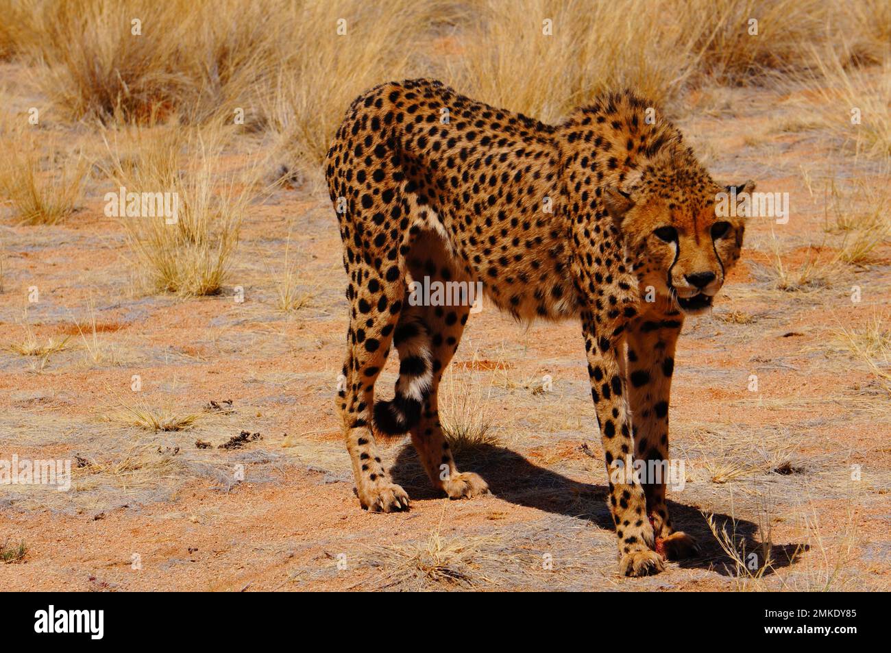 Cheetahs in the African dessert Stock Photo