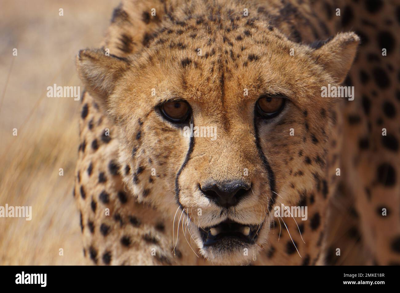 Cheetahs in the African dessert Stock Photo