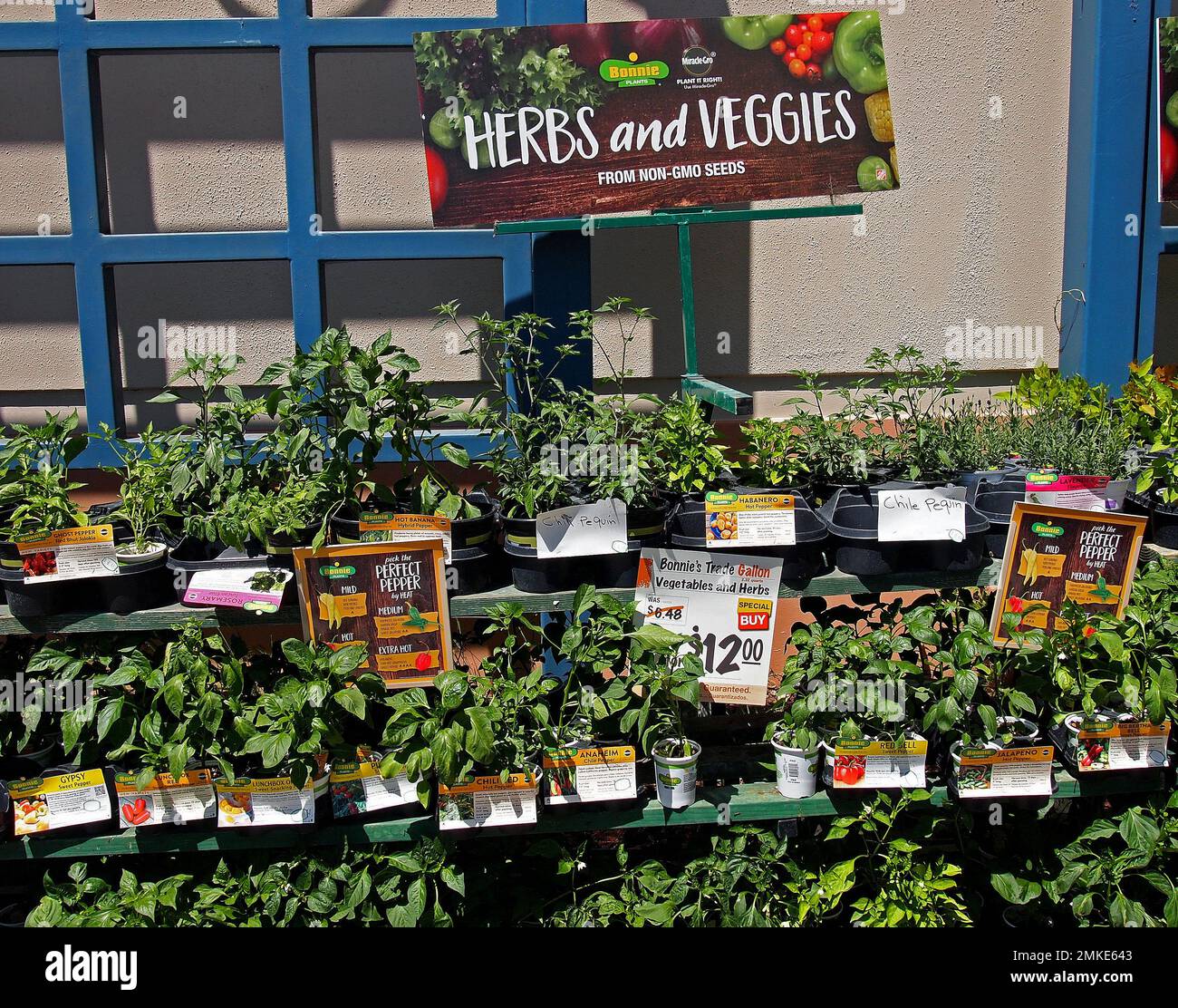 herbs and veggies plants for sale at a Home Depot Store in Union City, California Stock Photo