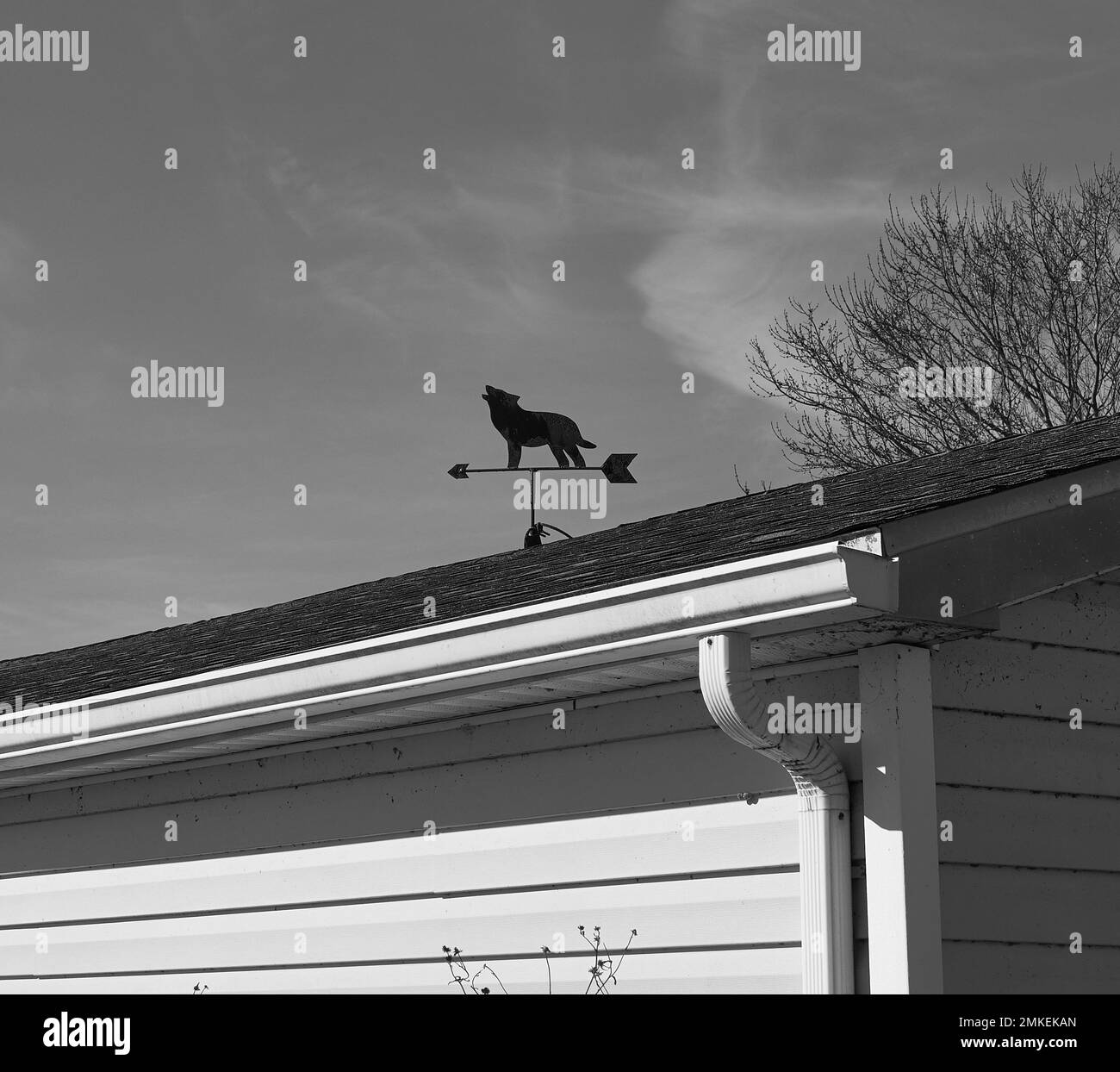 Howling wolf dog Black and White Stock Photos & Images - Alamy