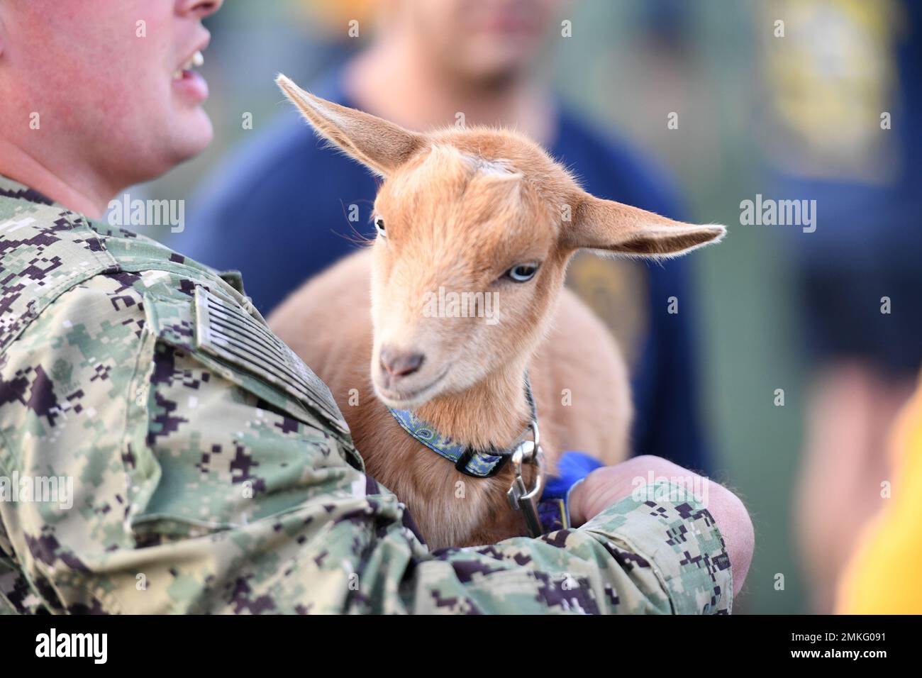 220909-N-GR655-0082 GROTON, Conn. (September 9, 2022) – Millie, a baby goat and mascot for the Groton area chief petty officer selects, observes a morning physical readiness test on board Naval Submarine Base New London in Groton, Conn., Sept. 9. The Fiscal Year 2023 chief selects from all commands in the Groton area are participating in a Navy-wide six-week training period designed to increase confidence, trust, and teamwork. Stock Photo