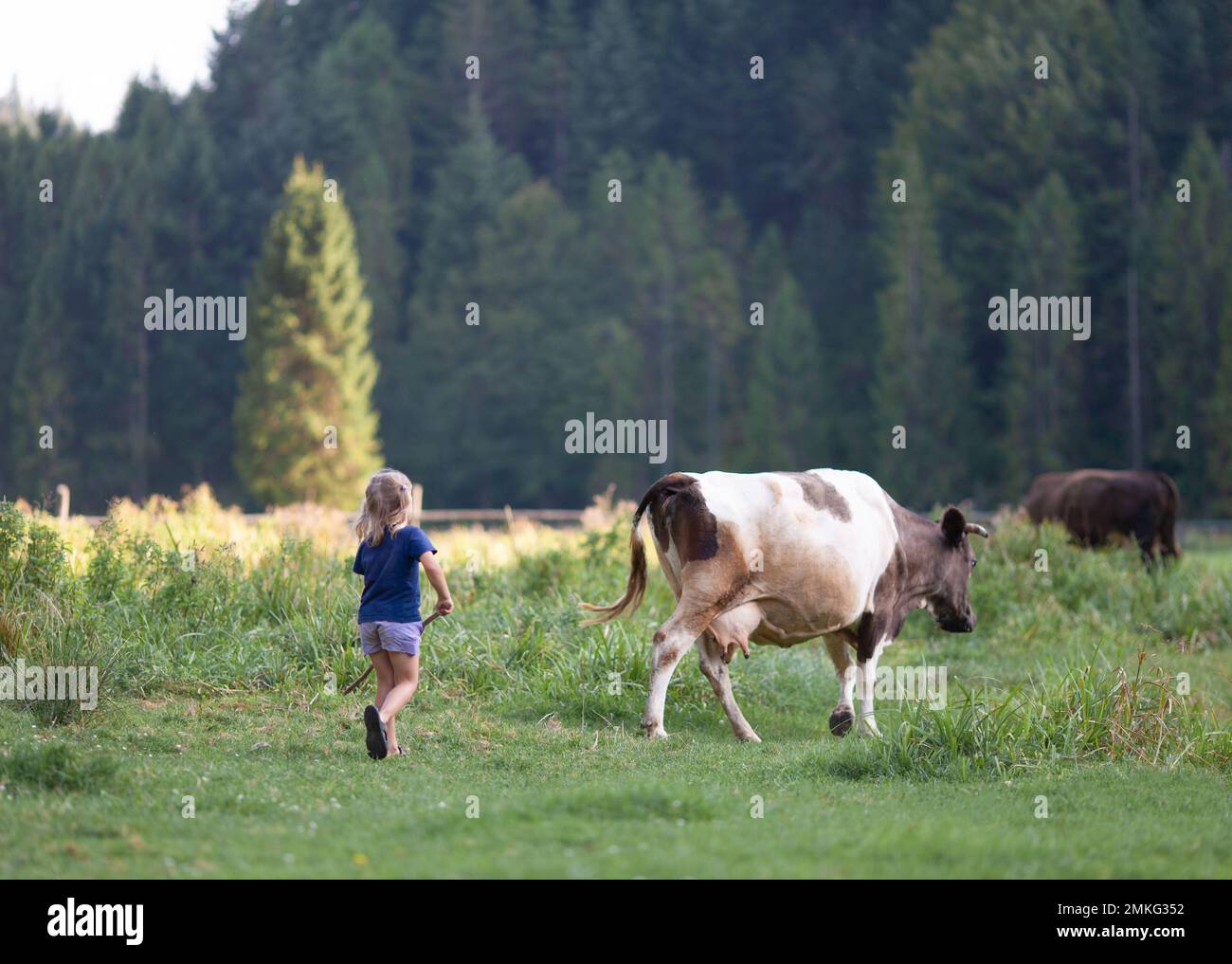 a beautiful little girl in the village grazes cows in the pasture Stock ...