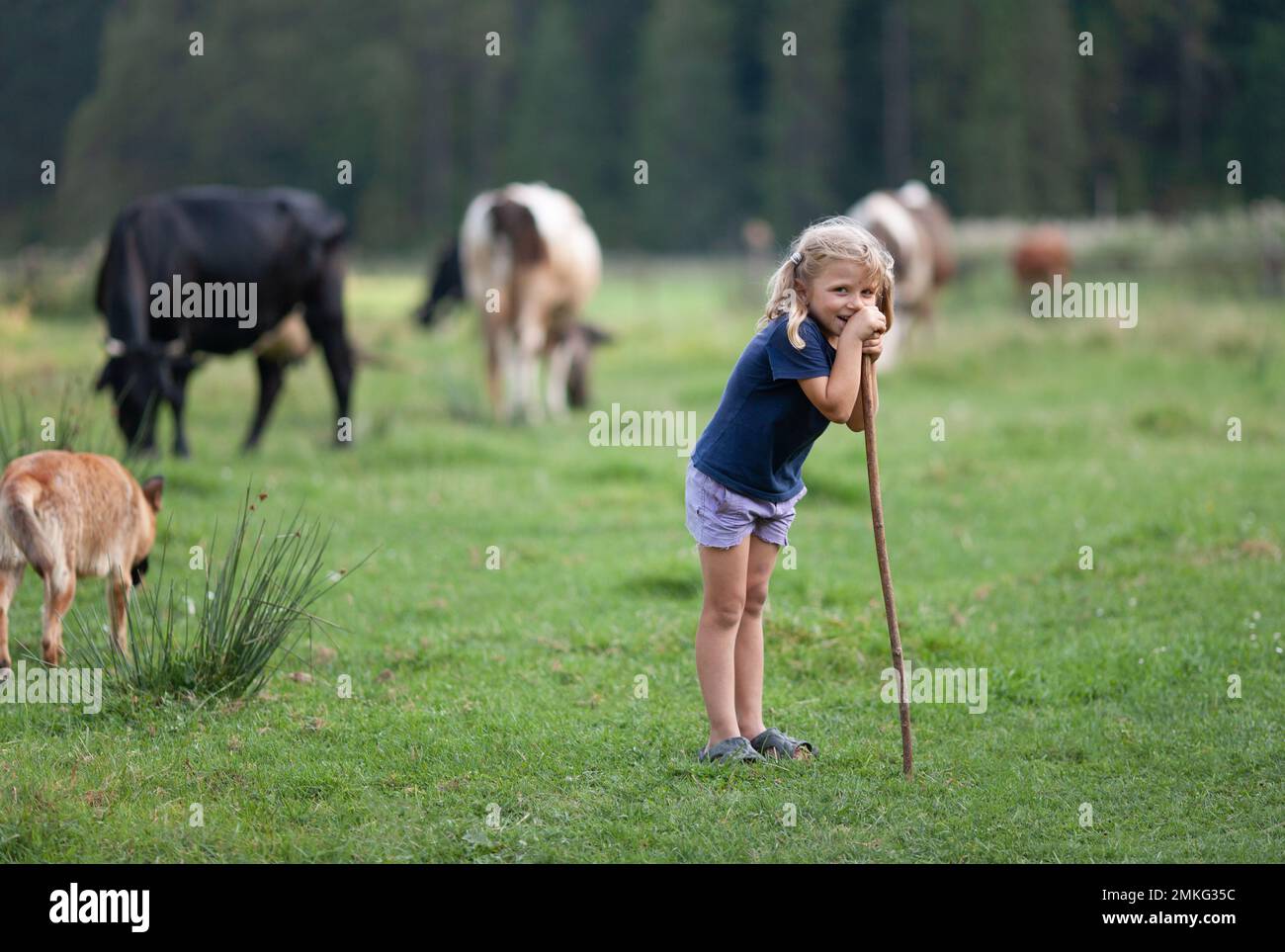 a beautiful little girl in the village grazes cows in the pasture Stock ...
