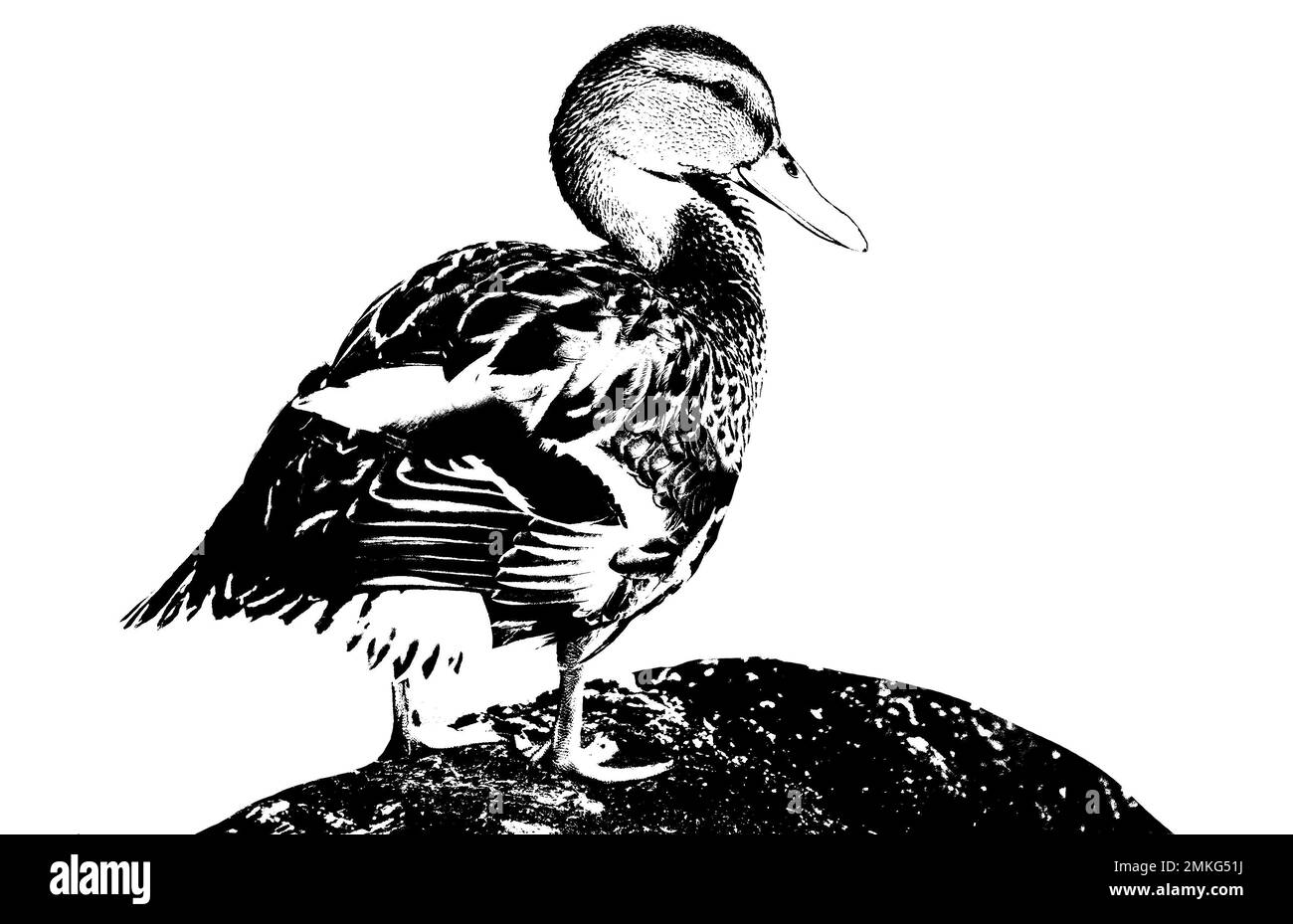 wild duck swims in the lake Stock Photo