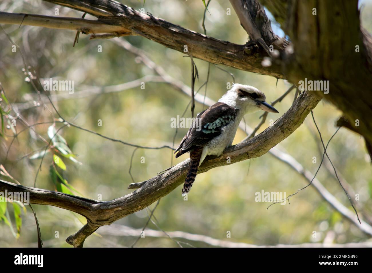 the laughing kookaburra is perched high in a tree Stock Photo