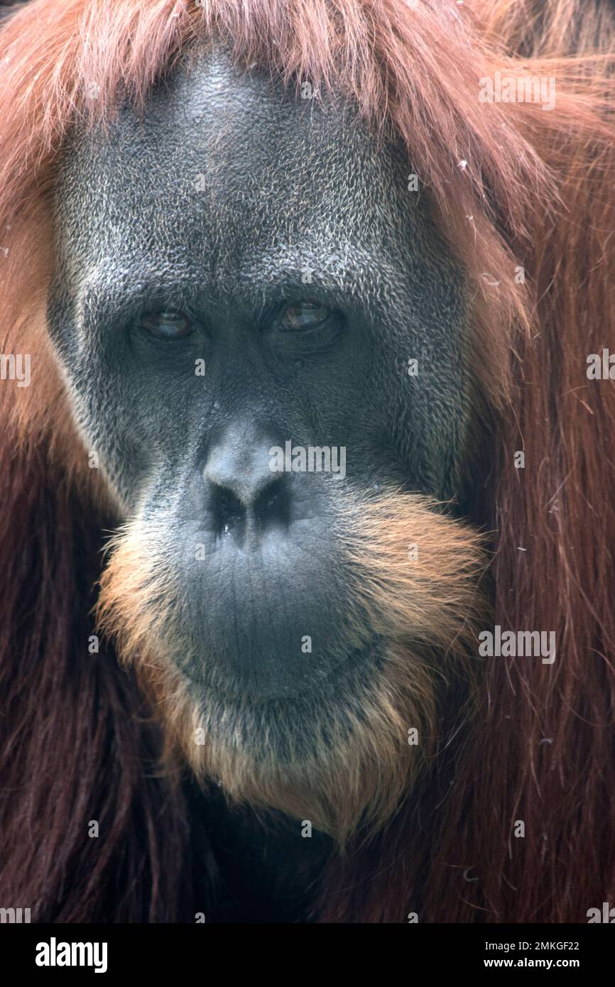 the orangutan is largest monkey it has a shaggy head of red hair and a grey face Stock Photo - Alamy