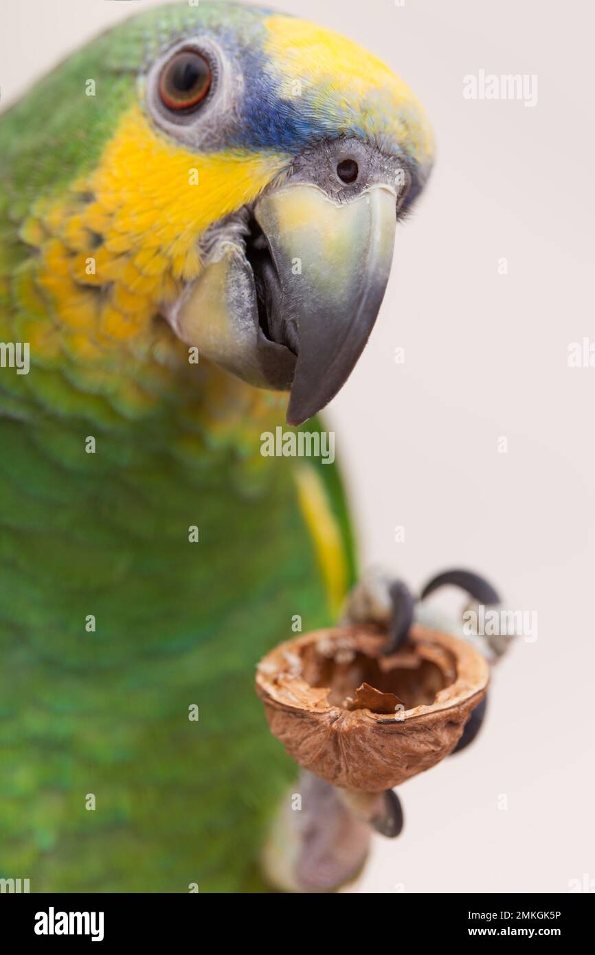 Amazon green parrot eating a nut walnut close up Stock Photo Alamy