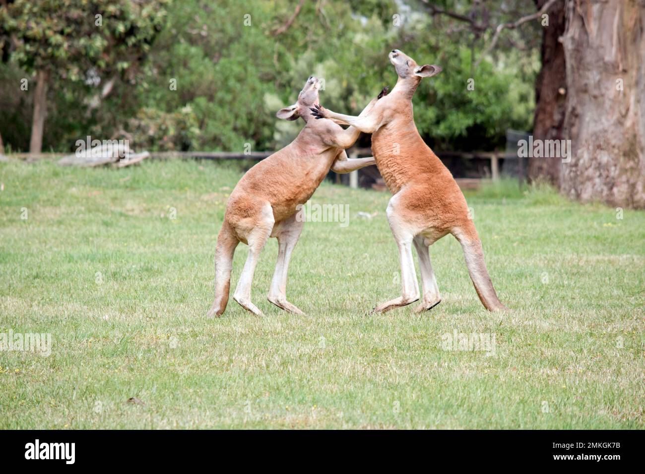 the two male kangaroos are fighting over who will end up mating with