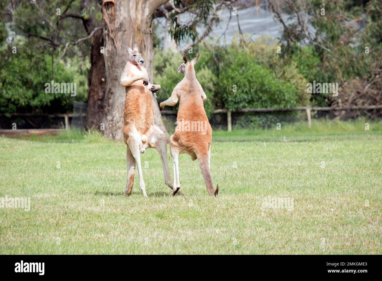 the two male kangaroos are fighting over who will end up mating with the females. the male