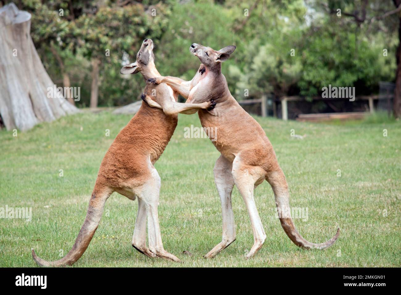 the two male red kangaroos are fighting for the dominant position in the  mob Stock Photo - Alamy