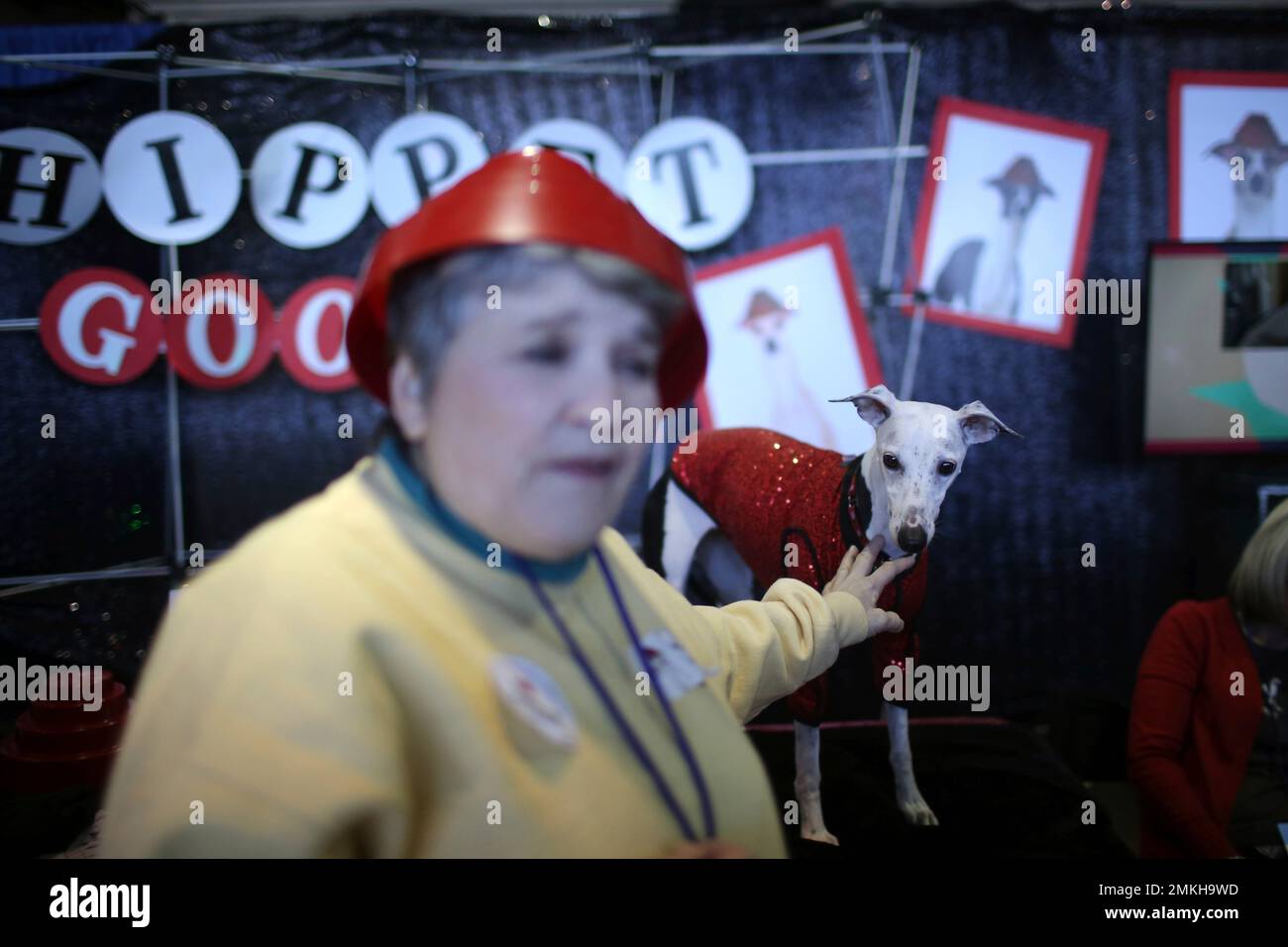 A Whippet stands in its booth during the meet the breeds companion