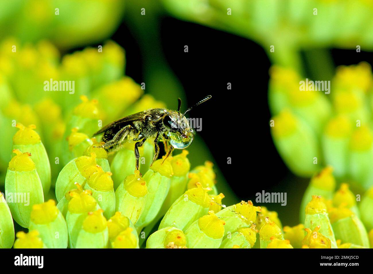 New Zealand native bee (Leioproctus? sp.) Stock Photo