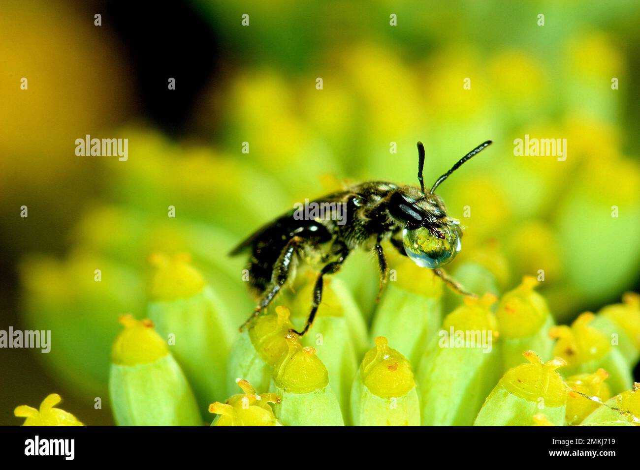 New Zealand native bee (Leioproctus? sp.) Stock Photo