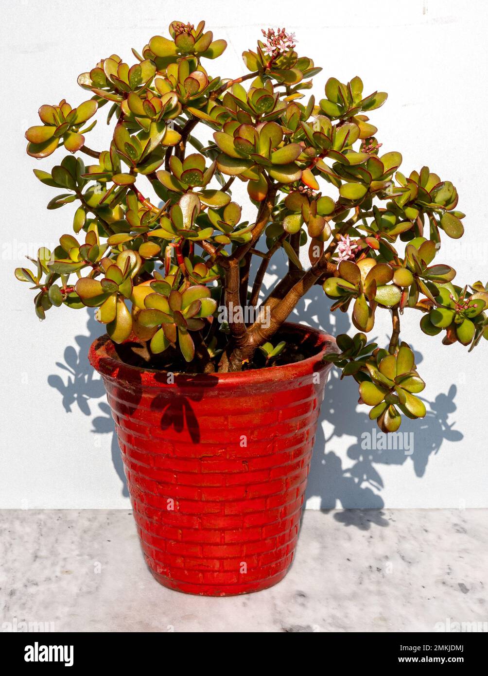 Crassula ovata jade plant money tree in red pot Stock Photo