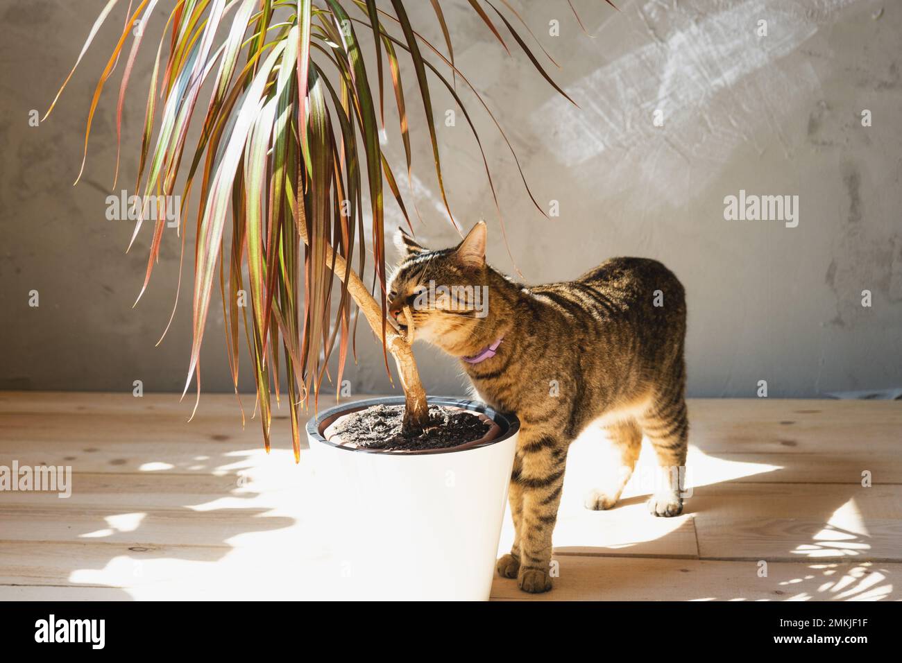 The cat sniffs and nibbles the house plant dracaena in the interior