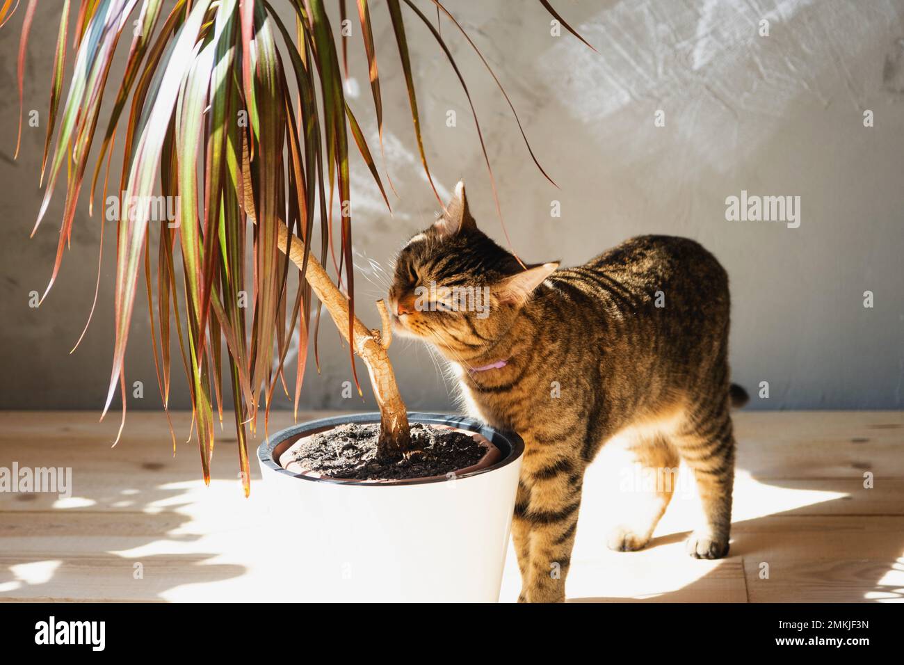 The cat sniffs and nibbles the house plant dracaena in the interior