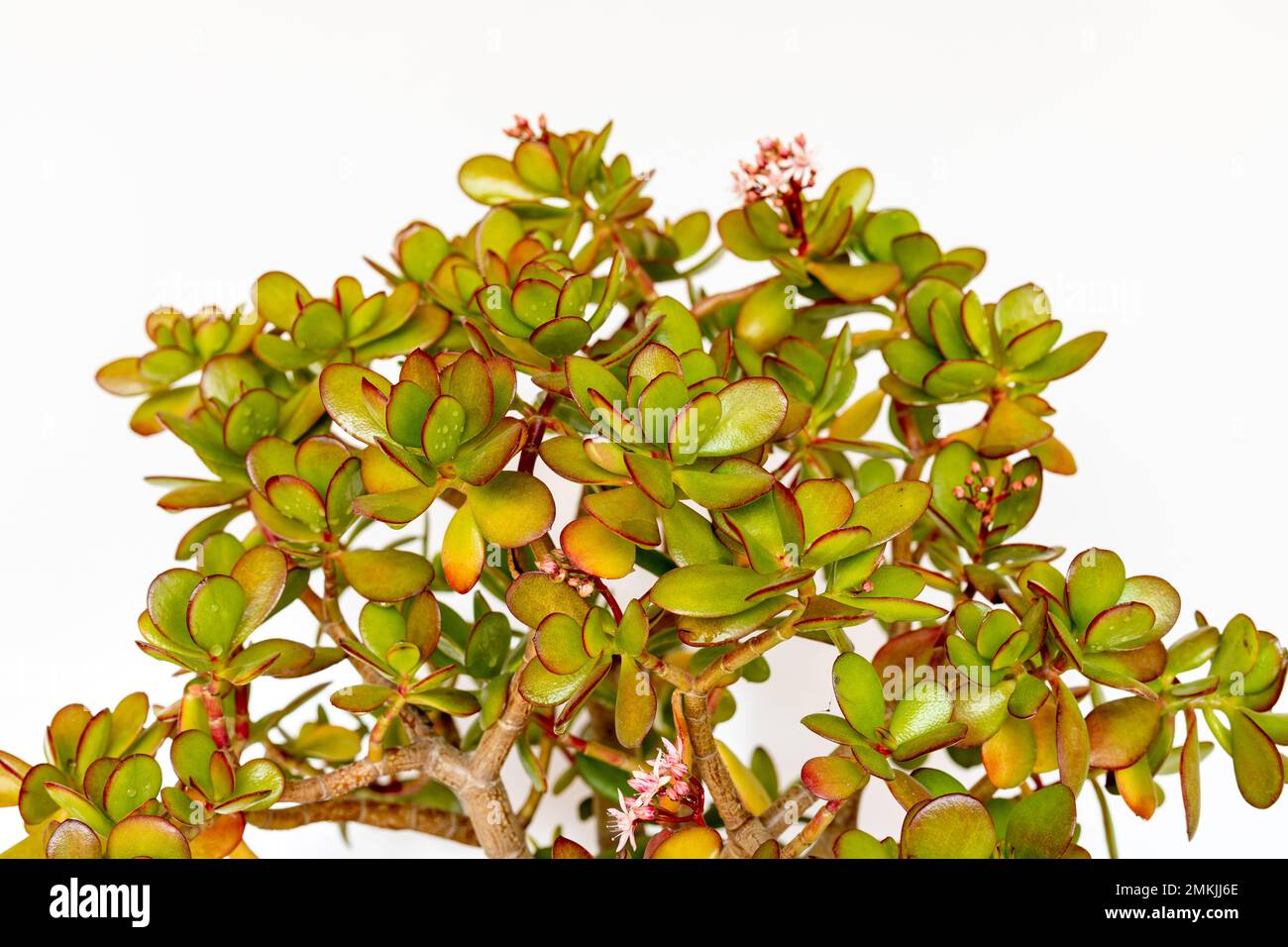 Crassula ovata flowering plant on white isolated background Stock Photo