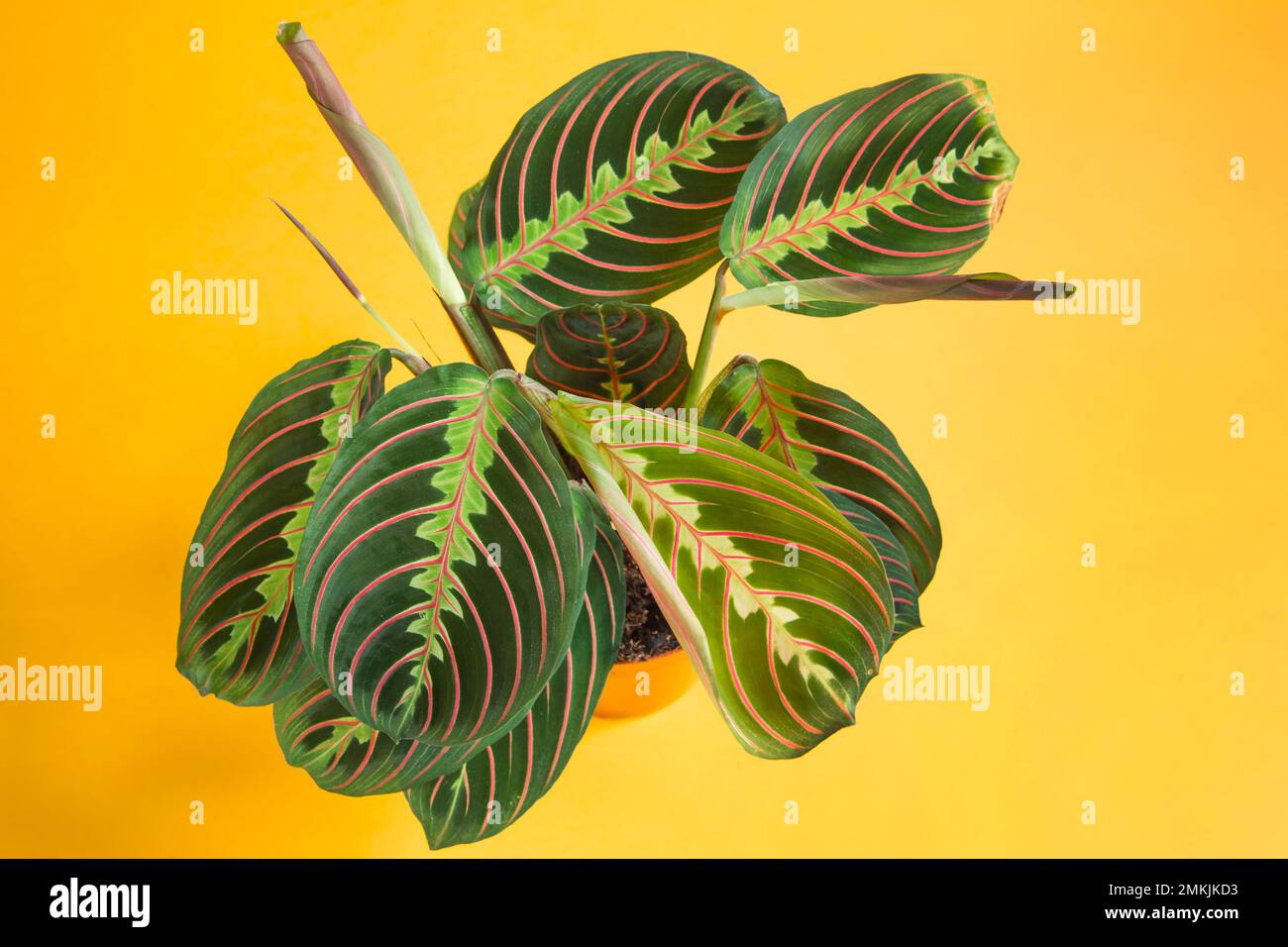 Maranthaceae hi-res stock photography and images - Alamy
