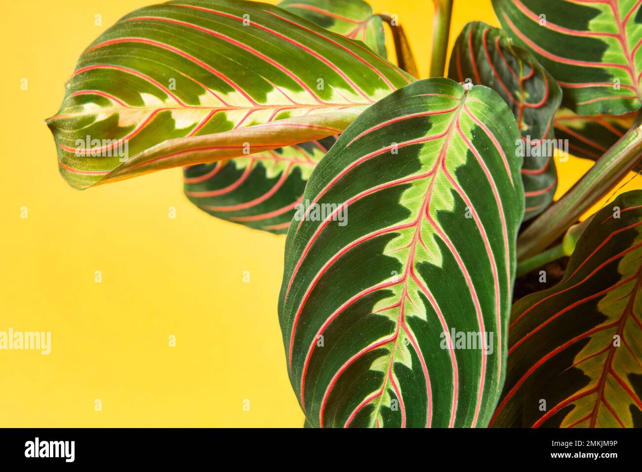Maranthaceae hi-res stock photography and images - Alamy