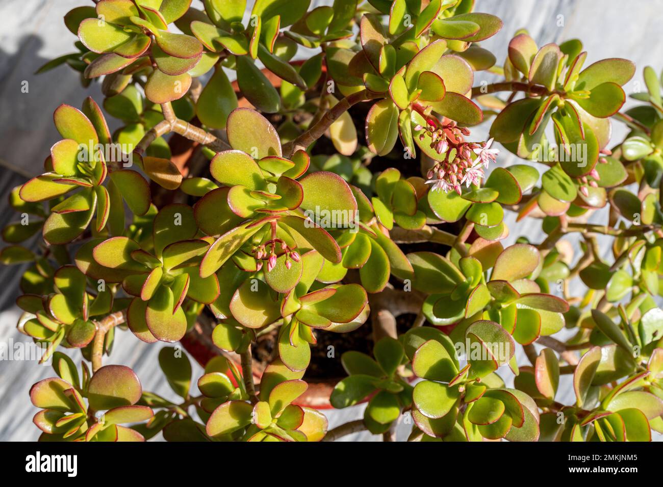 Crassula ovata Jade plant or Money tree closeup Stock Photo Alamy