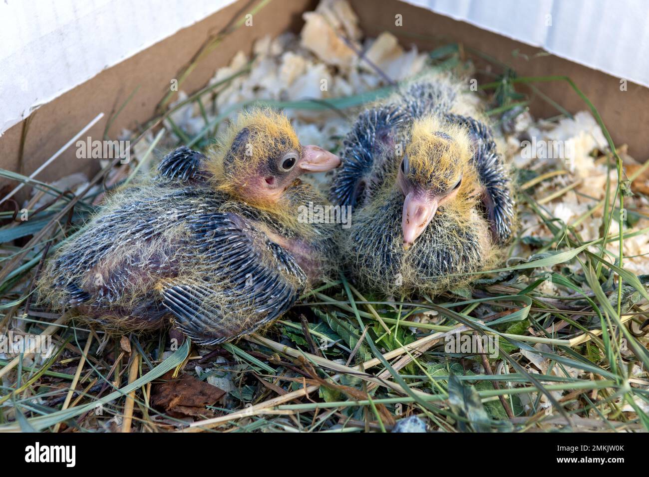 Two small pigeon Chicks are sitting in the nest. Breeding of domestic pedigreed pigeons Stock Photo