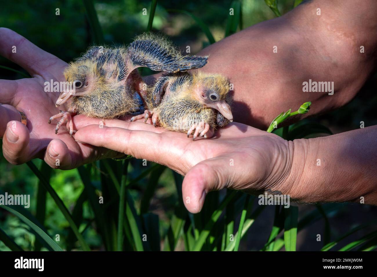 Two small pigeon Chicks sit on the hand. Breeding of domestic pedigreed pigeons Stock Photo