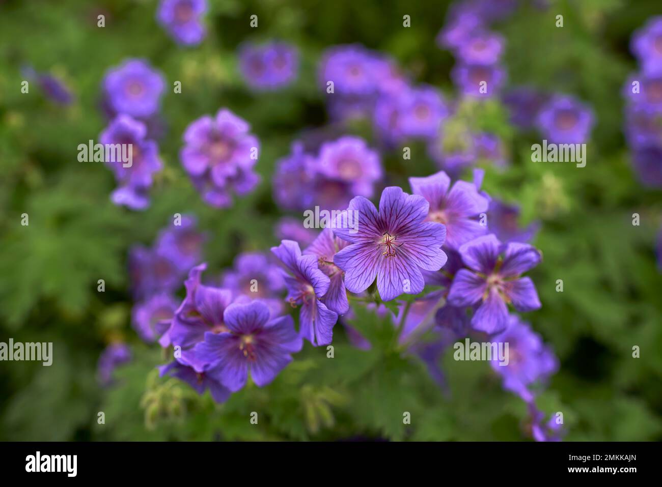 Meadow Geranium - also Geranium pratense - Johnsons Blue. Meadow ...