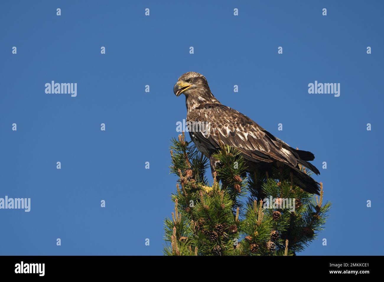 A juvenile, first year, bald eagle, Haliaeetus leucocephalus, rests in