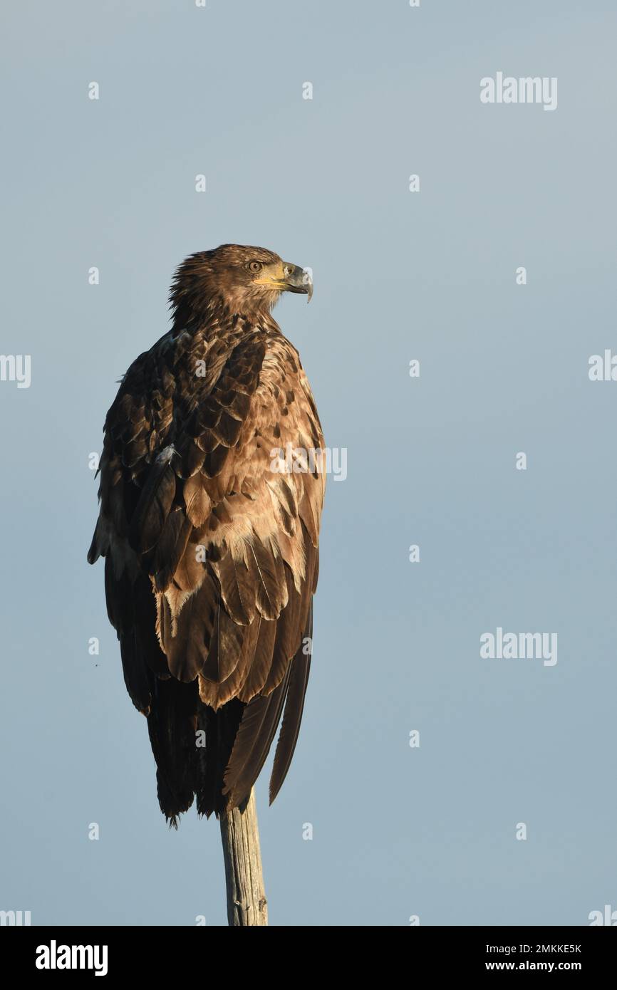 A juvenile, first year, bald eagle rests on a tree tip at Big Springs