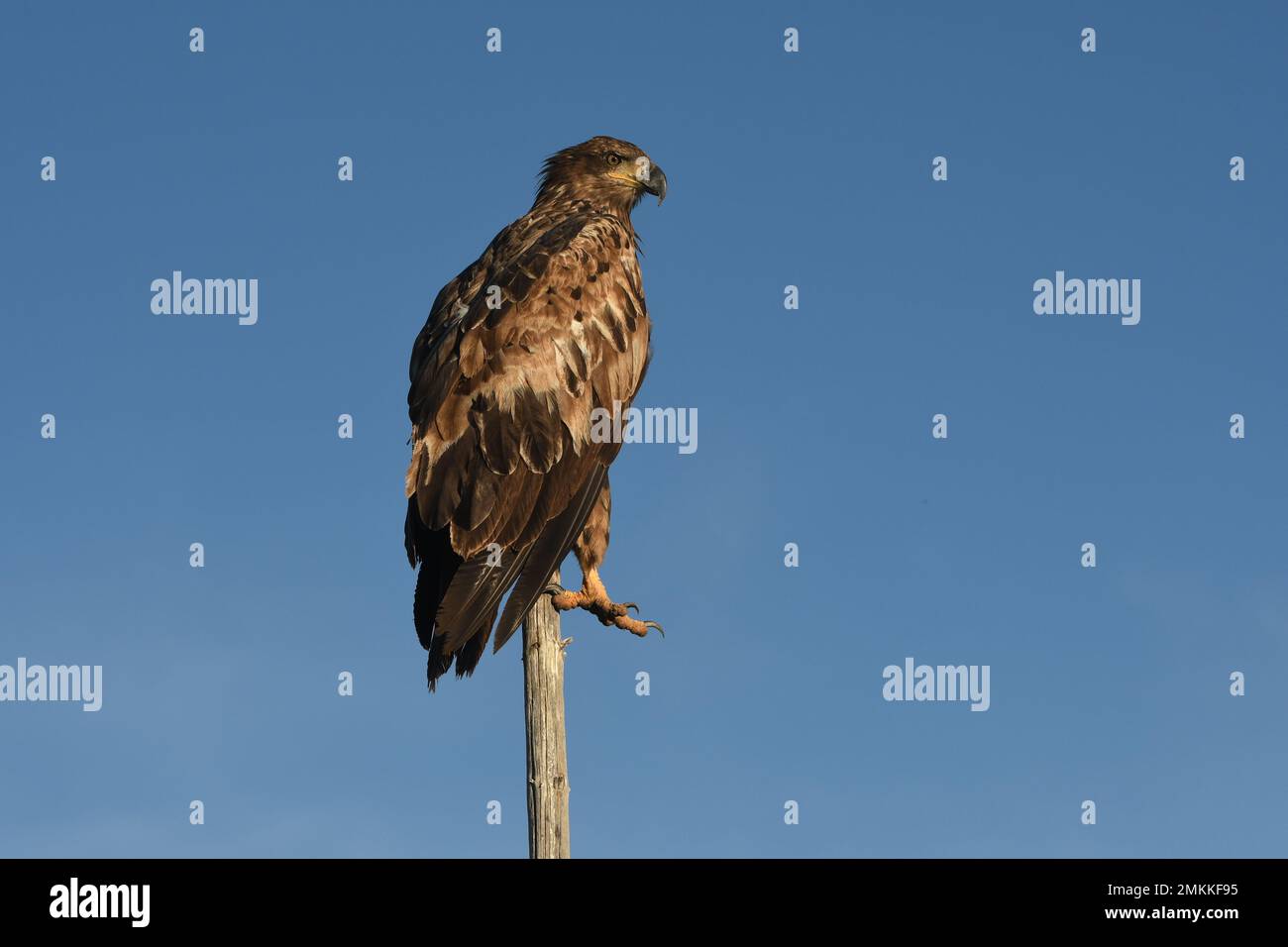 A juvenile, first year, bald eagle rests on a tree tip at Big Springs
