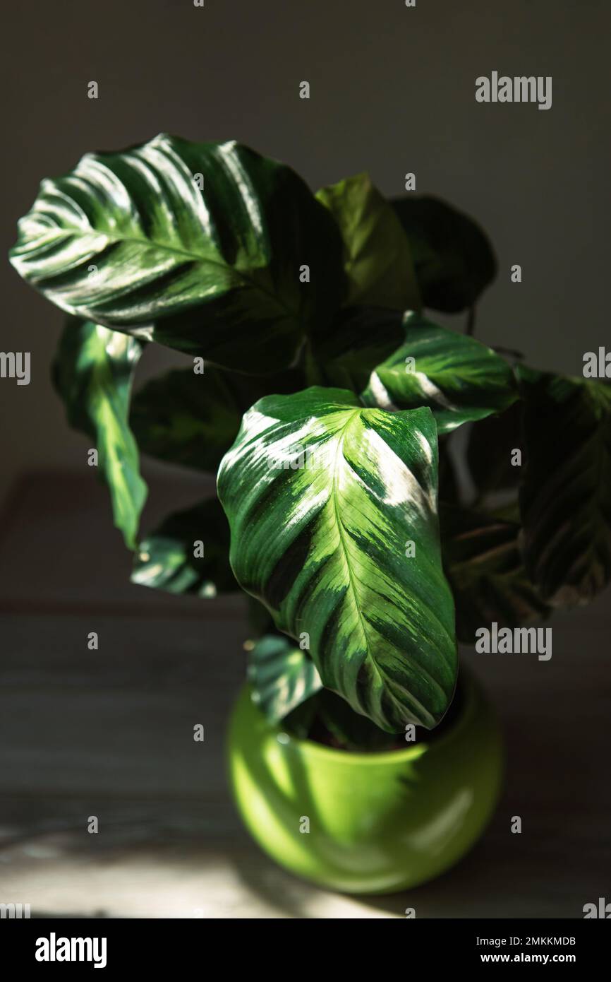 efeutute preis Gefleckte Efeutute 'Argyraeus' kaufen main image 1