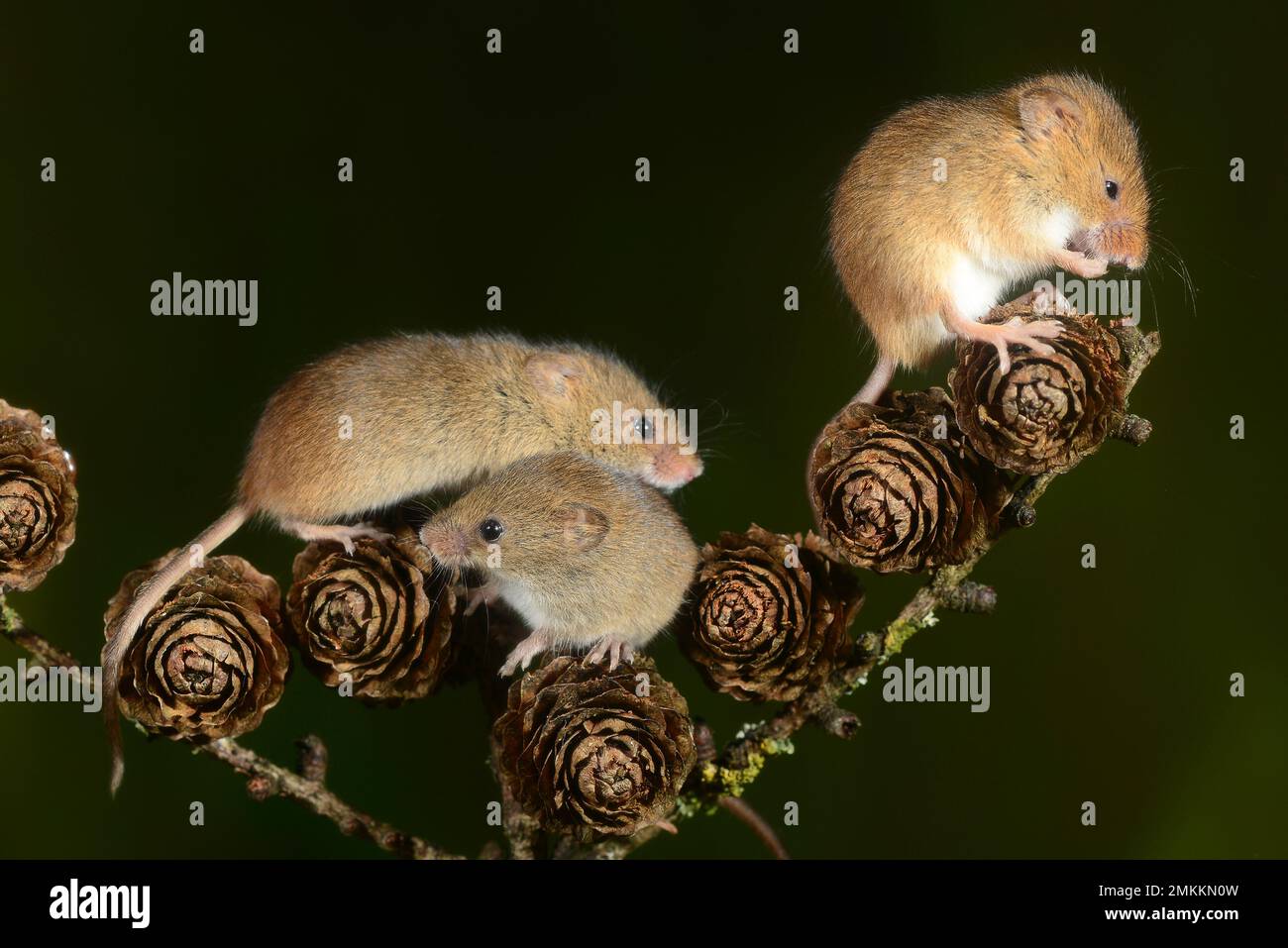 adult harvest mice micromys minutes sorcinus Stock Photo