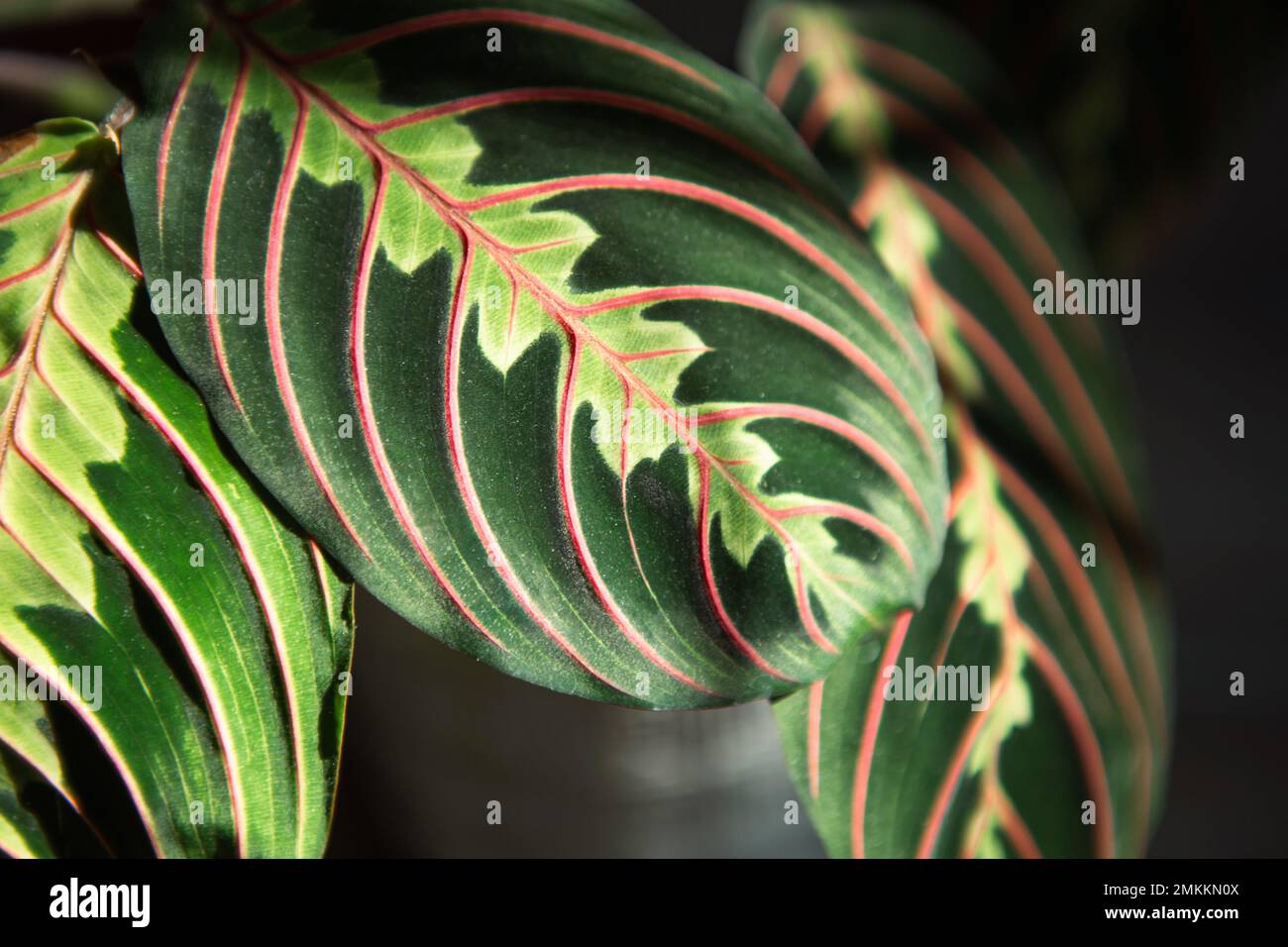 Beautiful maranta leaves with an ornament on a grey background close-up ...
