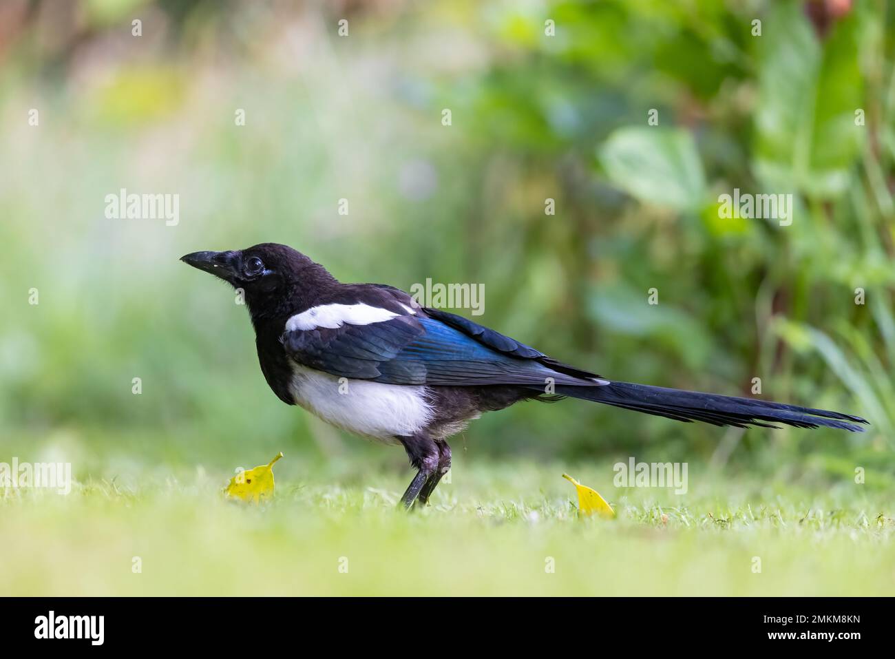 Magpie [ Pica pica ] on lawn from low viewpoint Stock Photo - Alamy