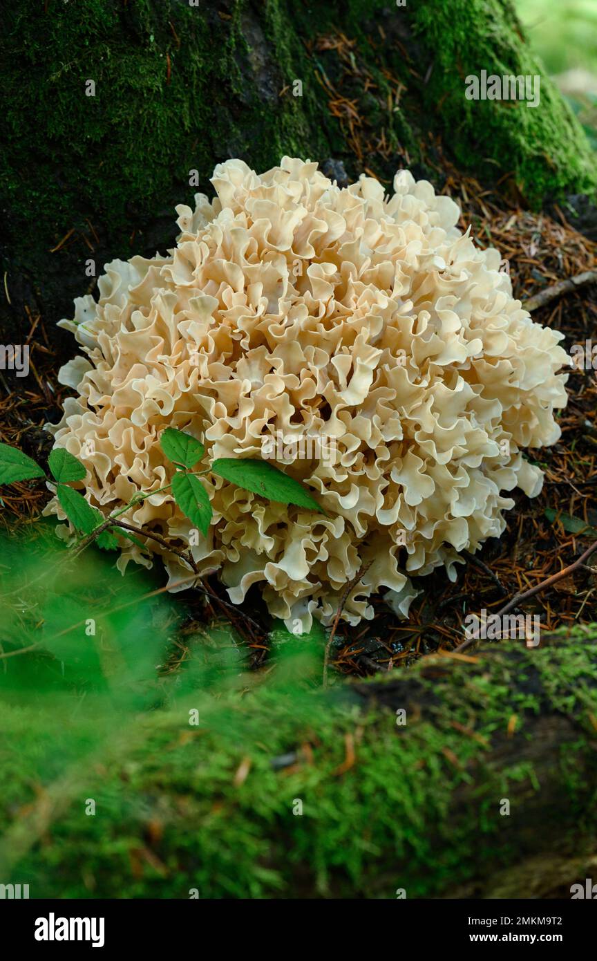 Grifola frondosa close up in the forest near a tree trunk, a large