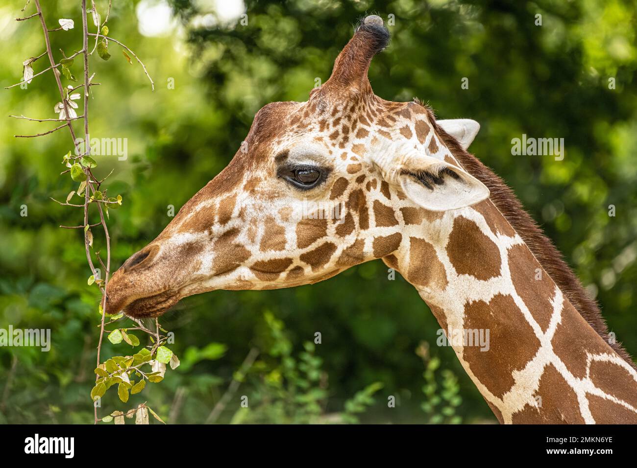 Giraffe (Giraffa camelopardalis) eating leaves at the Zoo Atlanta African Savanna habitat in Atlanta, Georgia. (USA) Stock Photo